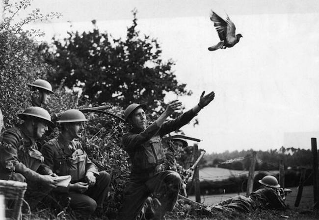 Применение американскими войсками голубей во Франции во время Первой мировой войны