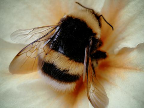 Пейлоад загрузчика Bumblebee зависит от типа жертвы