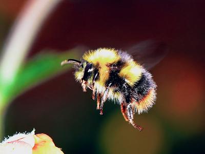Загрузчика зловредов BazarLoader сменил новичок Bumblebee