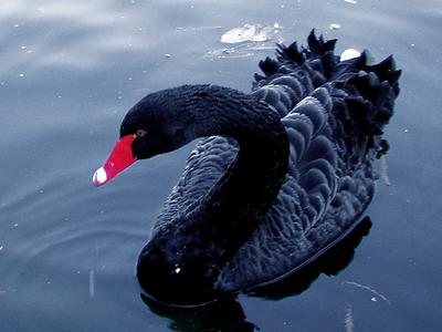 Эксперты уточнили породу черных лебедей рисков информационной безопасности