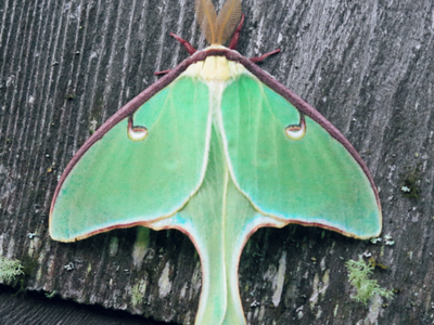 Вымогательство а-ля Luna Moth: вишинг и кража данных без участия зловредов