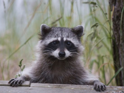 Атака Raccoon позволяет взломать TLS-соединения и перехватить данные